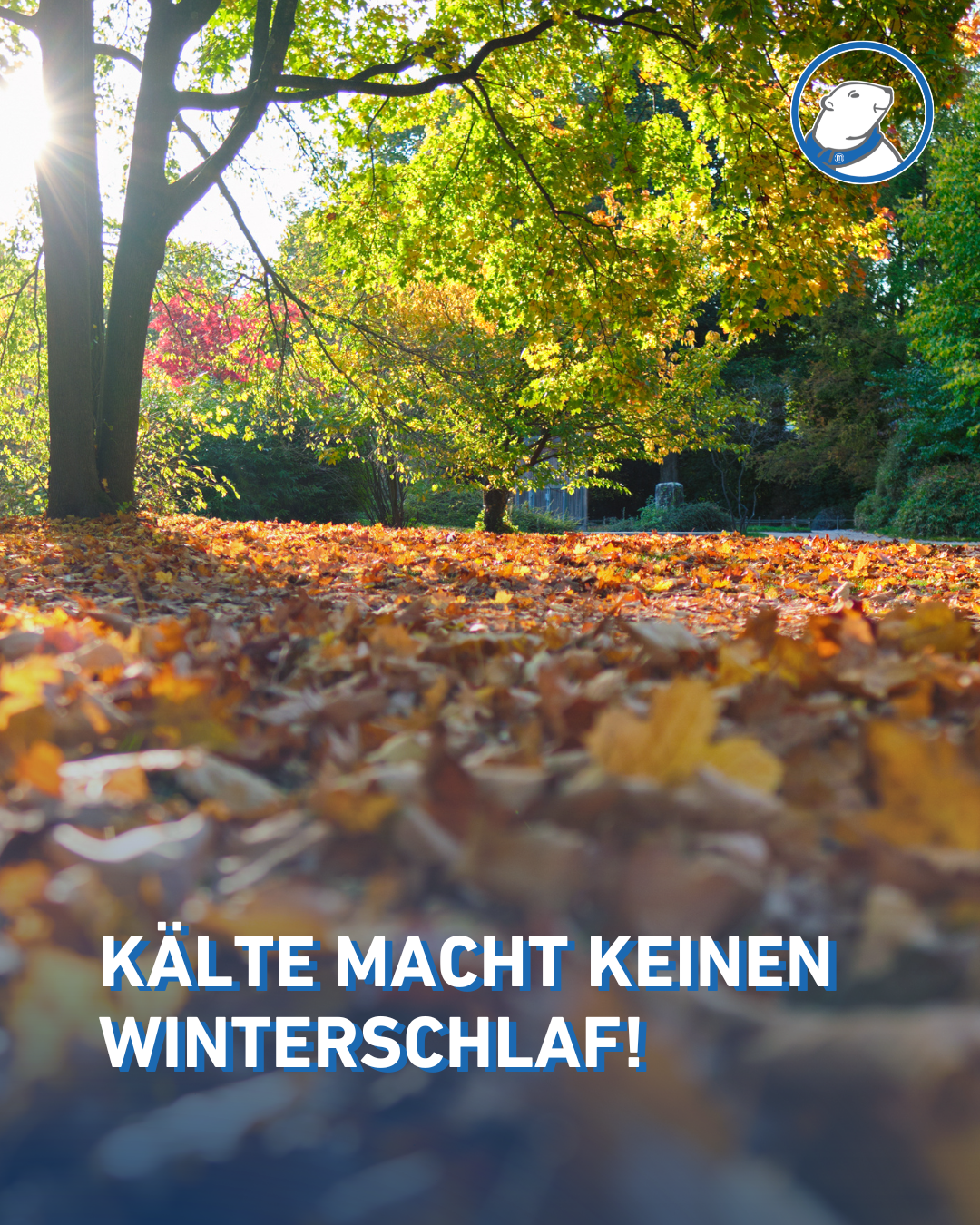 Das Bild zeigt einen Wald im Herbst, symbolisch für: Kältetechnik im Winter Warum Kälteanlagen keinen Winterschlaf machen